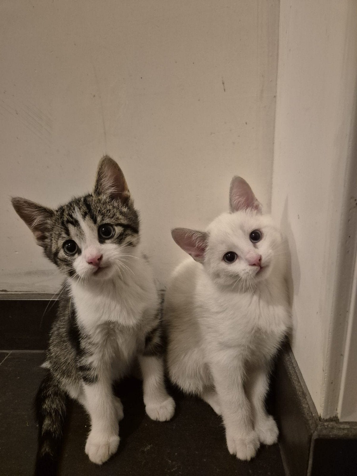 lieve lynxpoint en andere kittens zoeken een lief baasje, Dieren en Toebehoren, Meerdere dieren, Kortharig, 0 tot 2 jaar