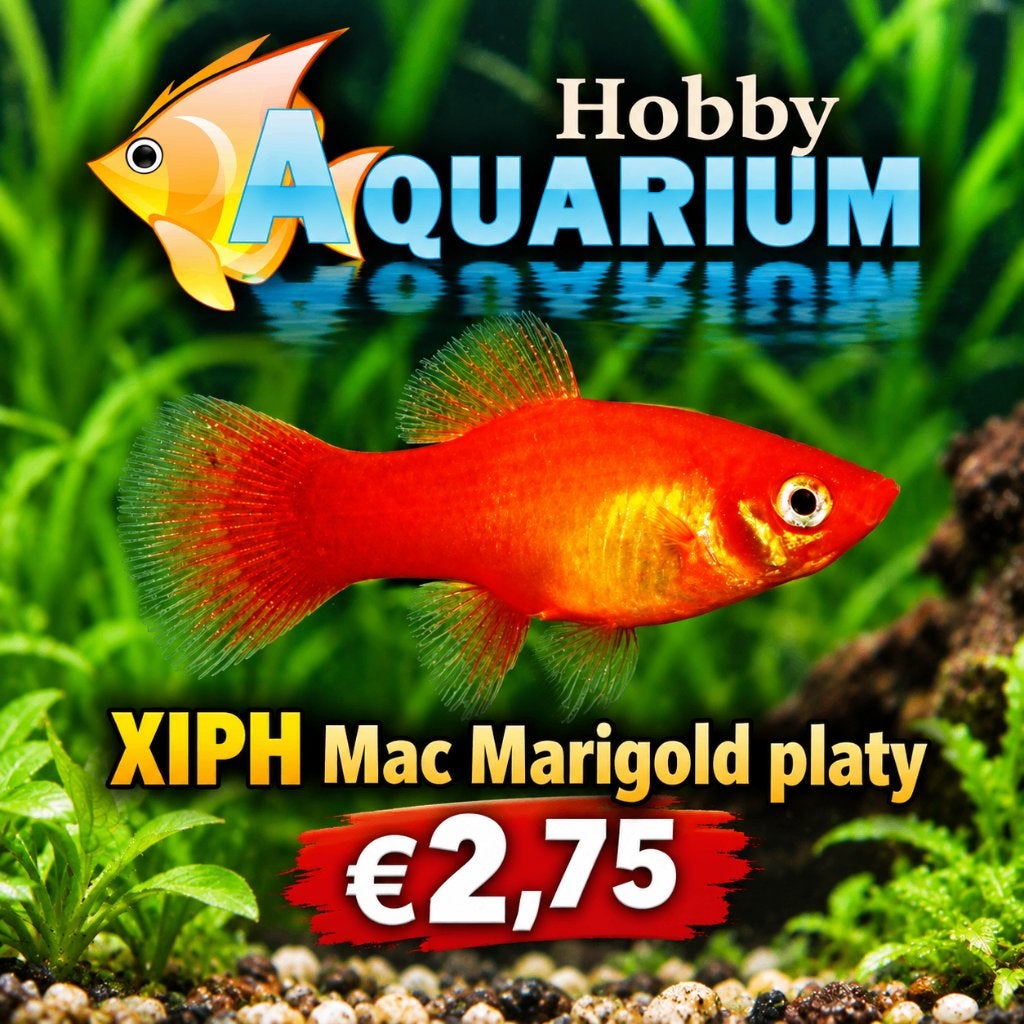 Hobbyaquarium XIPH Mac Marigold platy, Vis, Zoetwatervis, Schoolvis