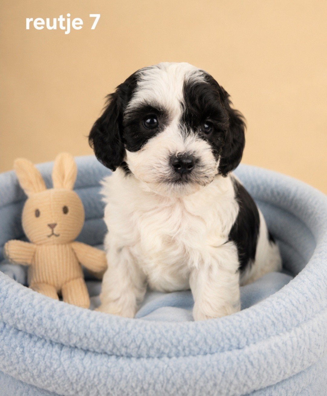 Super mooie boomer pups.Maltezer maal shih tzu, Parvo, Overige rassen, 8 tot 15 weken, Meerdere