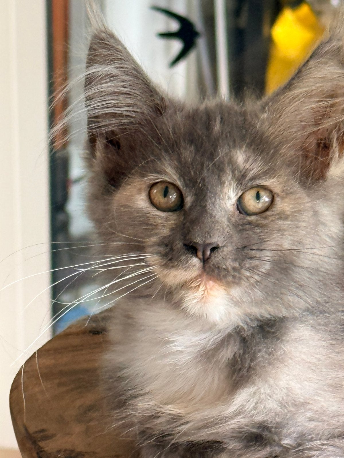 Main coon kittens, Dieren en Toebehoren, Meerdere dieren