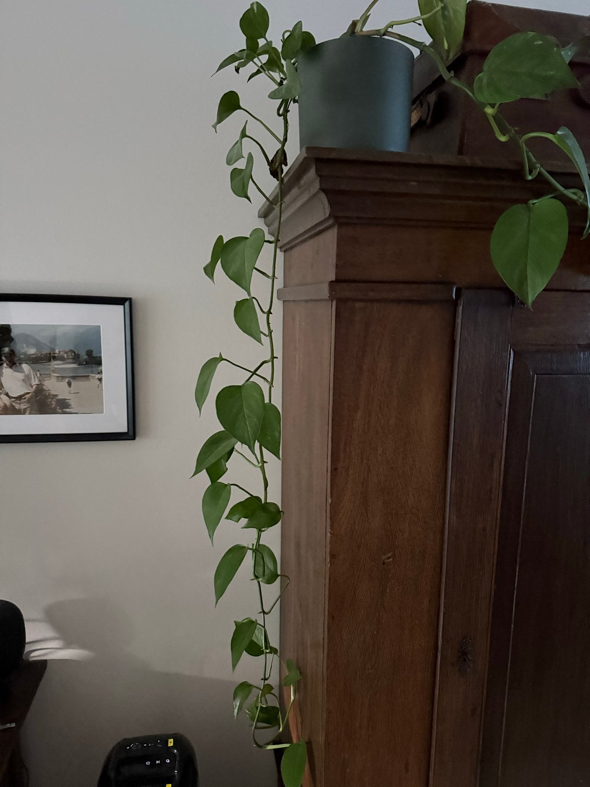 Grote en gezonde Epipremnum Aureum (Scindapsus), Huis en Inrichting, 200 cm of meer, Overige soorten, In pot, Groene kamerplant