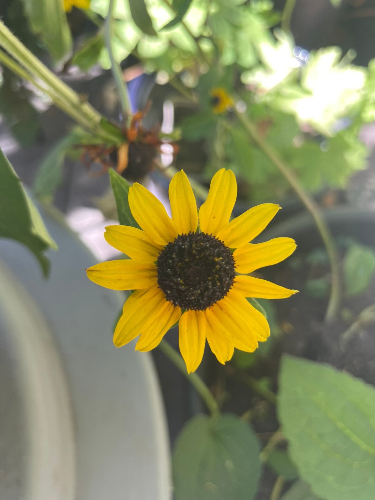 🌼 🦋  Gele zonnehoed Rudbeckia Fulgida Aiton, Volle zon, Vaste plant, Zomer, Ophalen