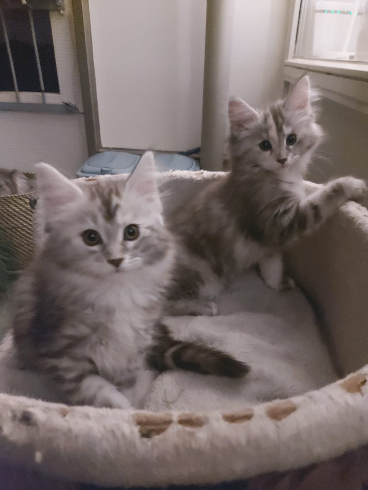 Maine Coon poesjes  beschikbaar, Poes, Ontwormd