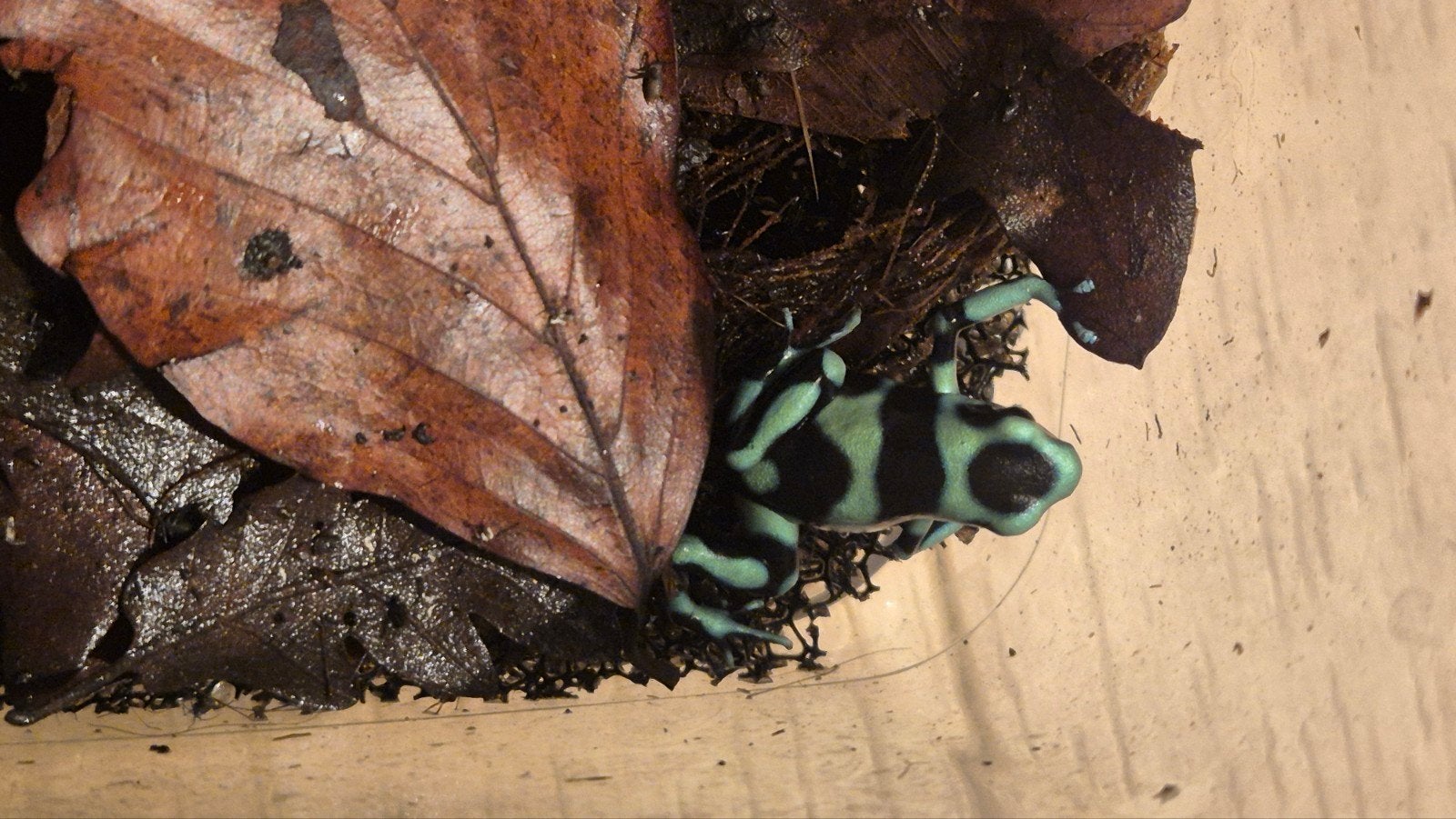 nakweek dendrobates auratus Costa rica Frog photo 4