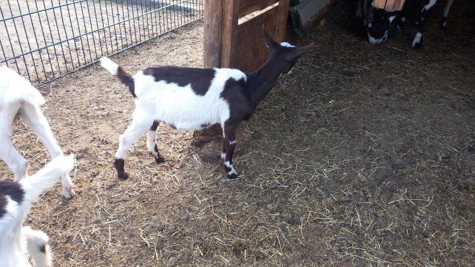 Bont bokje Hoornloos - Maartensdijk Utrecht, Dieren en Toebehoren, Schapen, Geiten en Varkens, Mannelijk, Geit