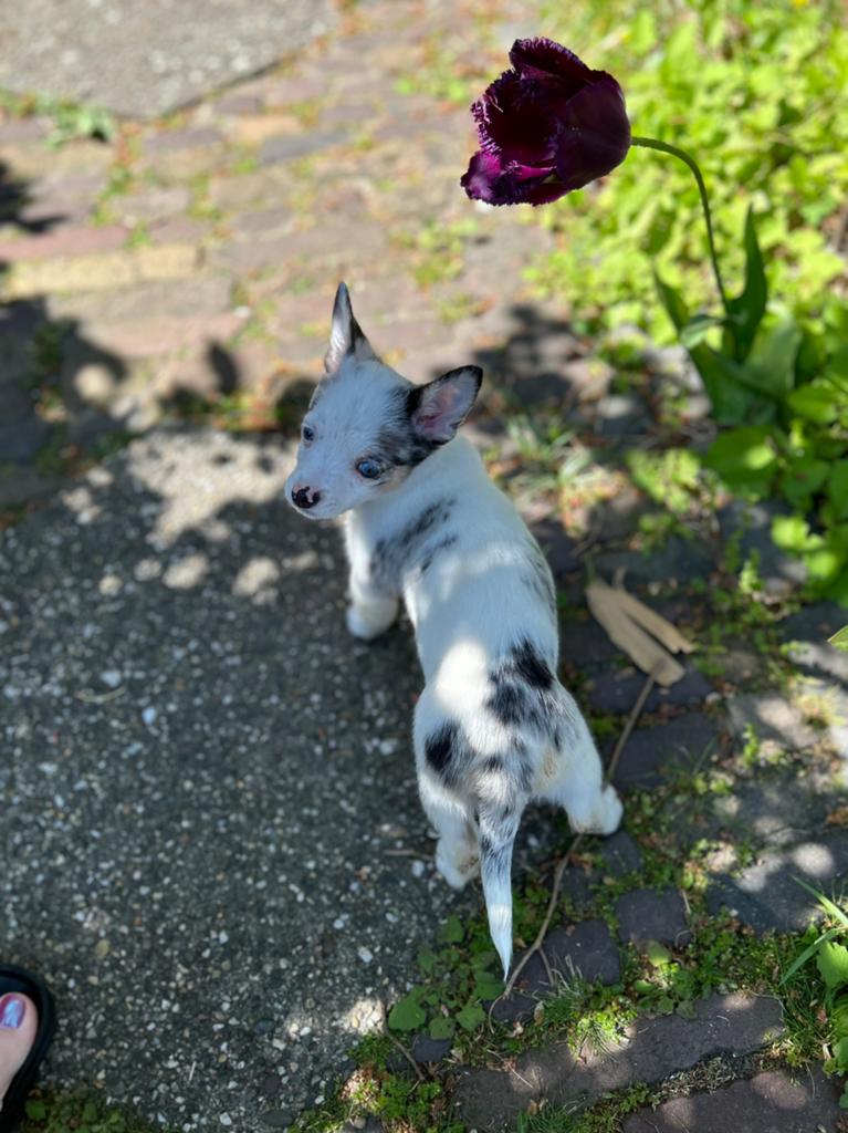 Pomchi pup 💕 teefje pomeriaan x chihauhau puppy, 8 tot 15 weken, Teef, Parvo, Eén hond