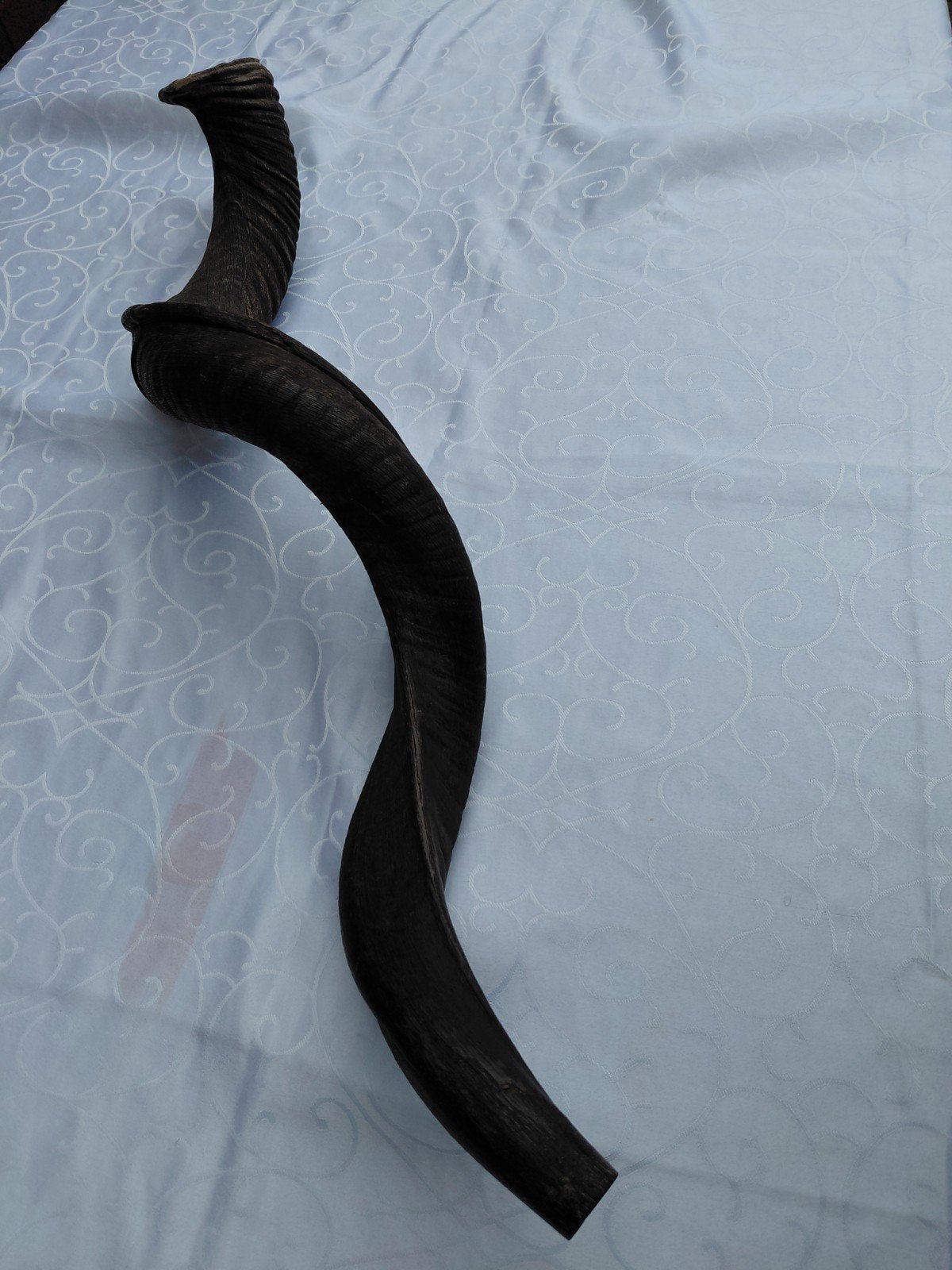 Shofar Kudu - Authentiek blaasinstrument. 75 cm, Ophalen of Verzenden, Gebruikt, Wild dier, Gewei of Kop