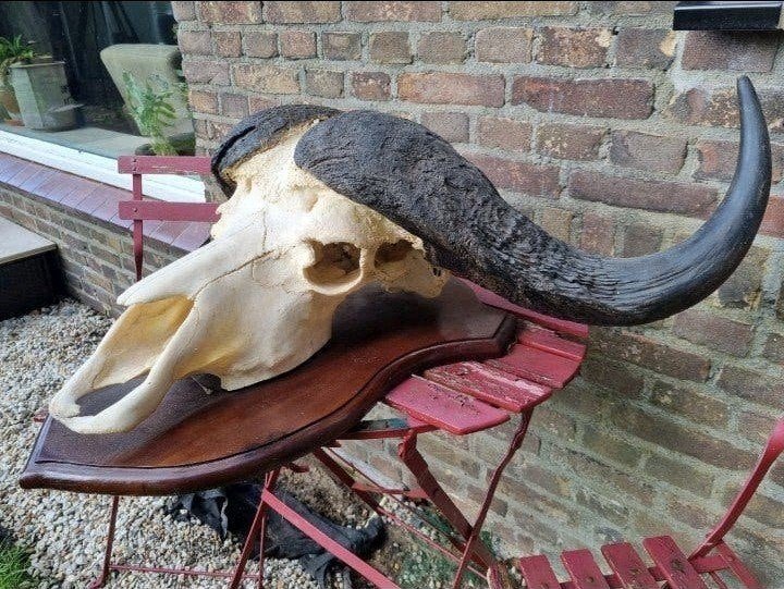 Prachtige mega kaffer buffel kaapse buffel kafferbuffel big, Ophalen of Verzenden, Zo goed als nieuw, Hert, Gewei of Kop