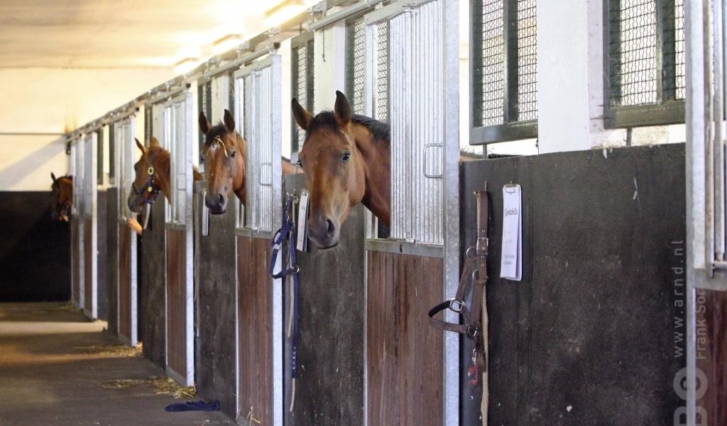 Gezocht: Stalling in eigen beheer gezocht, Weidegang, 4 paarden of pony's of meer