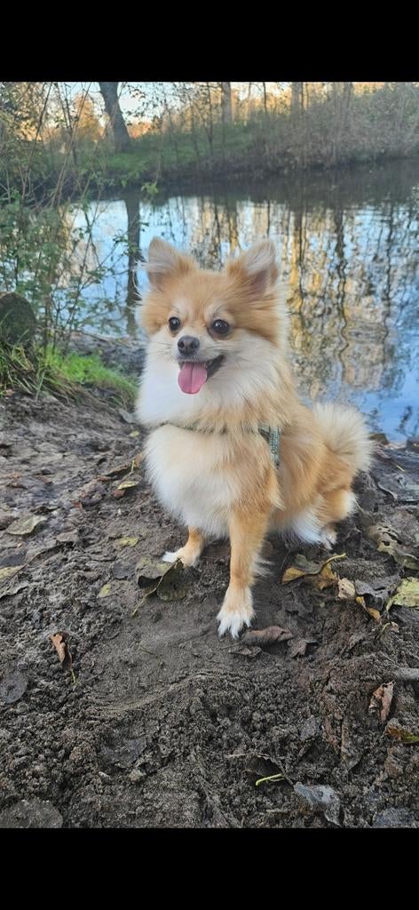 Honden uitlater gezocht 2x per week + eventueel huishouden, Diensten en Vakmensen