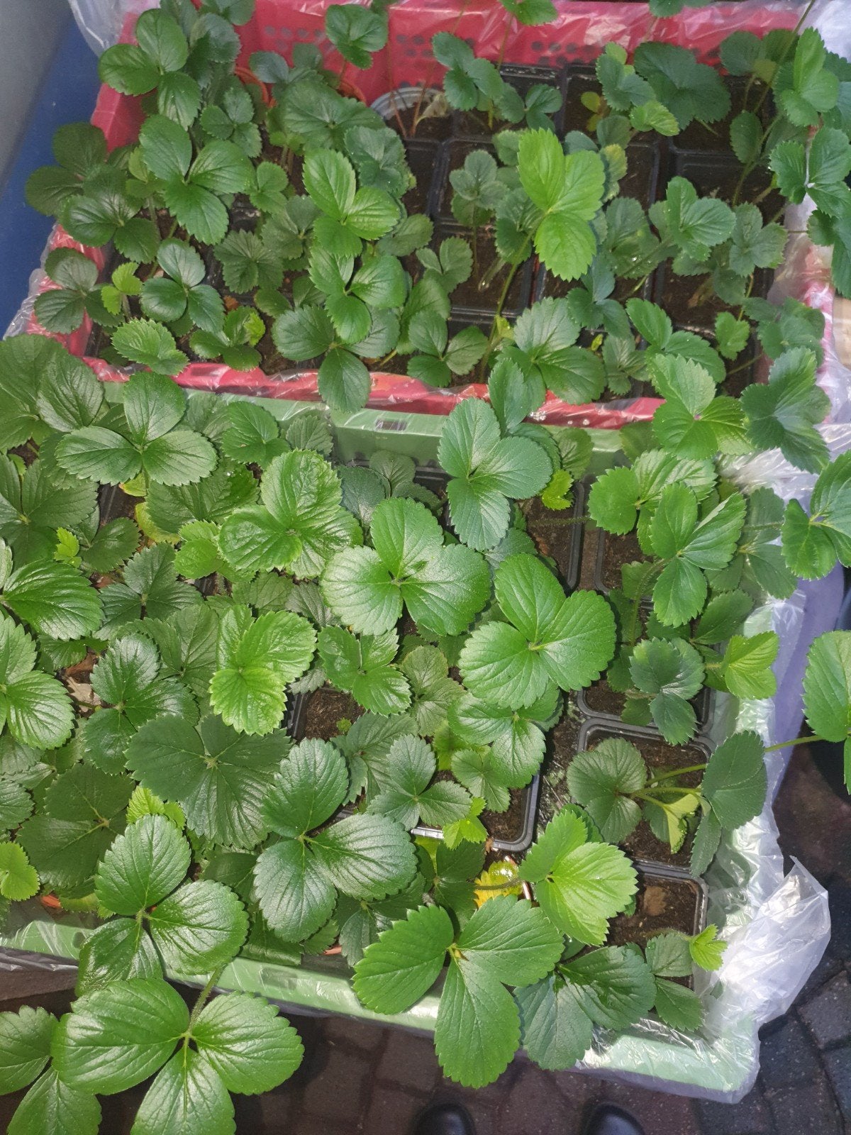 stekjes aardbei planten, Ophalen, Volle zon, Vaste plant, Fruitplanten