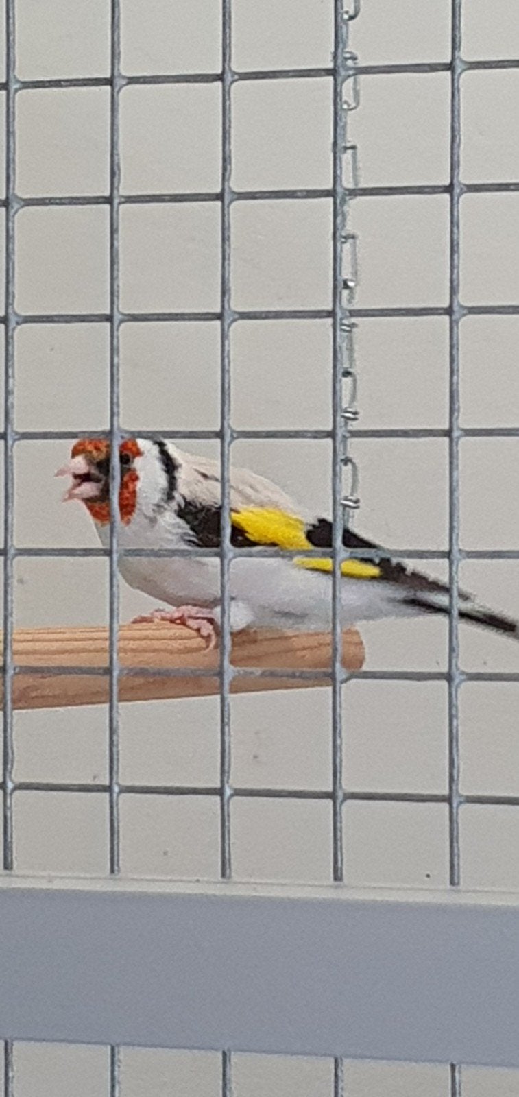 te koop Majoor putter Aminet, Mannelijk, Wildzangvogel