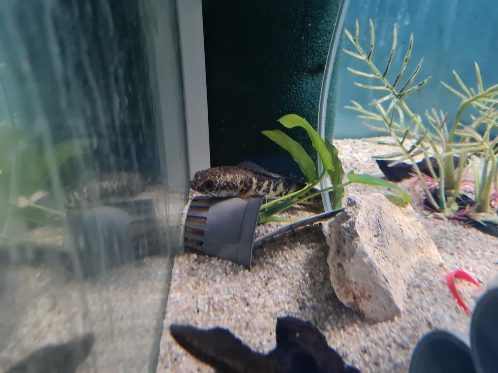 Channa Aurantimaculata, Slangenkopvis, Vis, Zoetwatervis