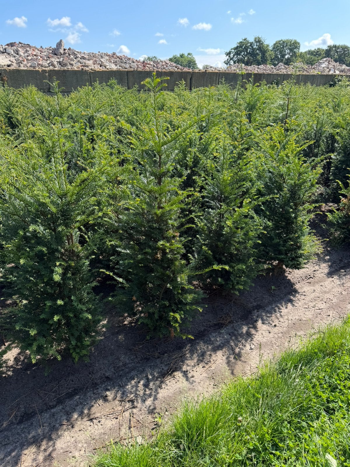 Taxus baccata. Haagtaxus. Haagplanten, Ophalen, Taxus, Minder dan 100 cm
