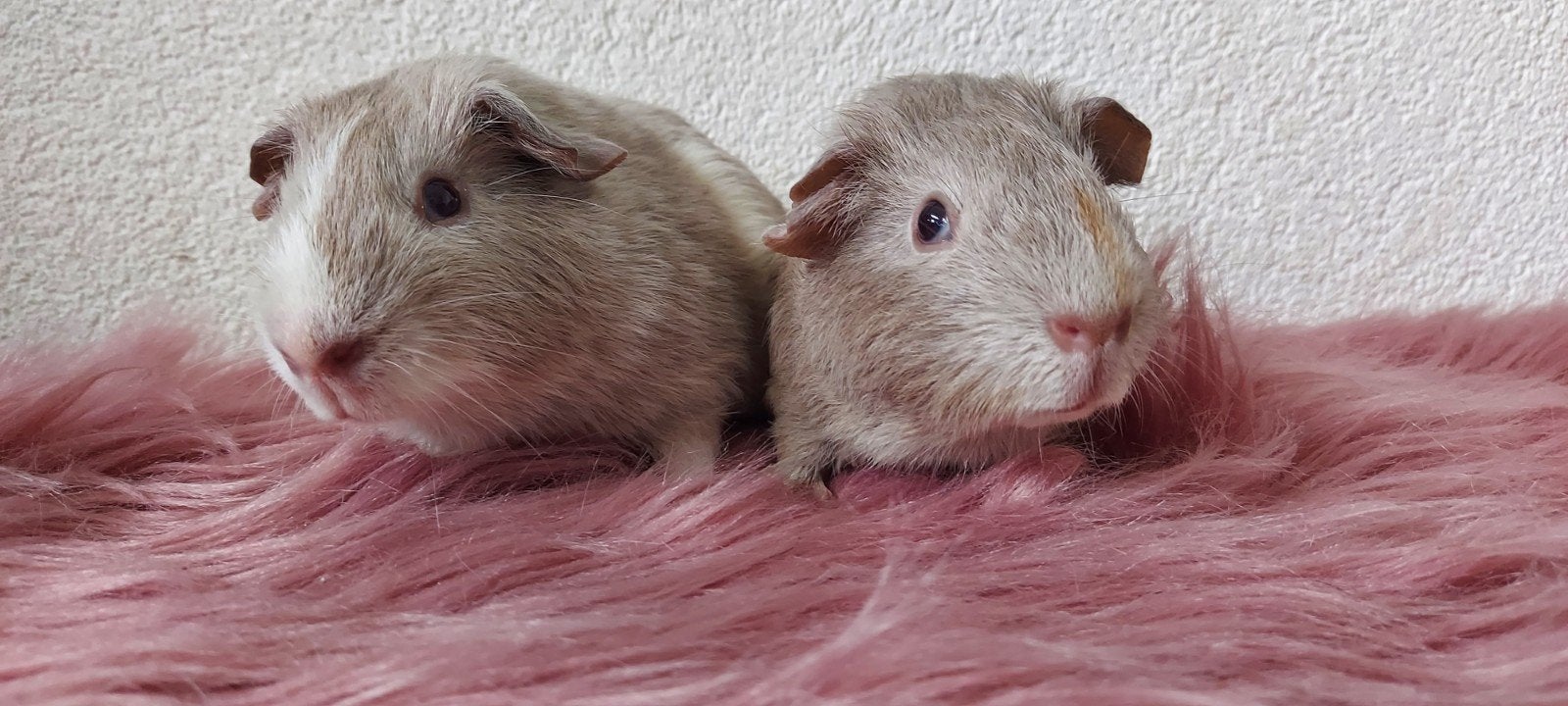 jonge cavia beertjes zoeken een huisje, Cavia, Mannelijk, Tam, September