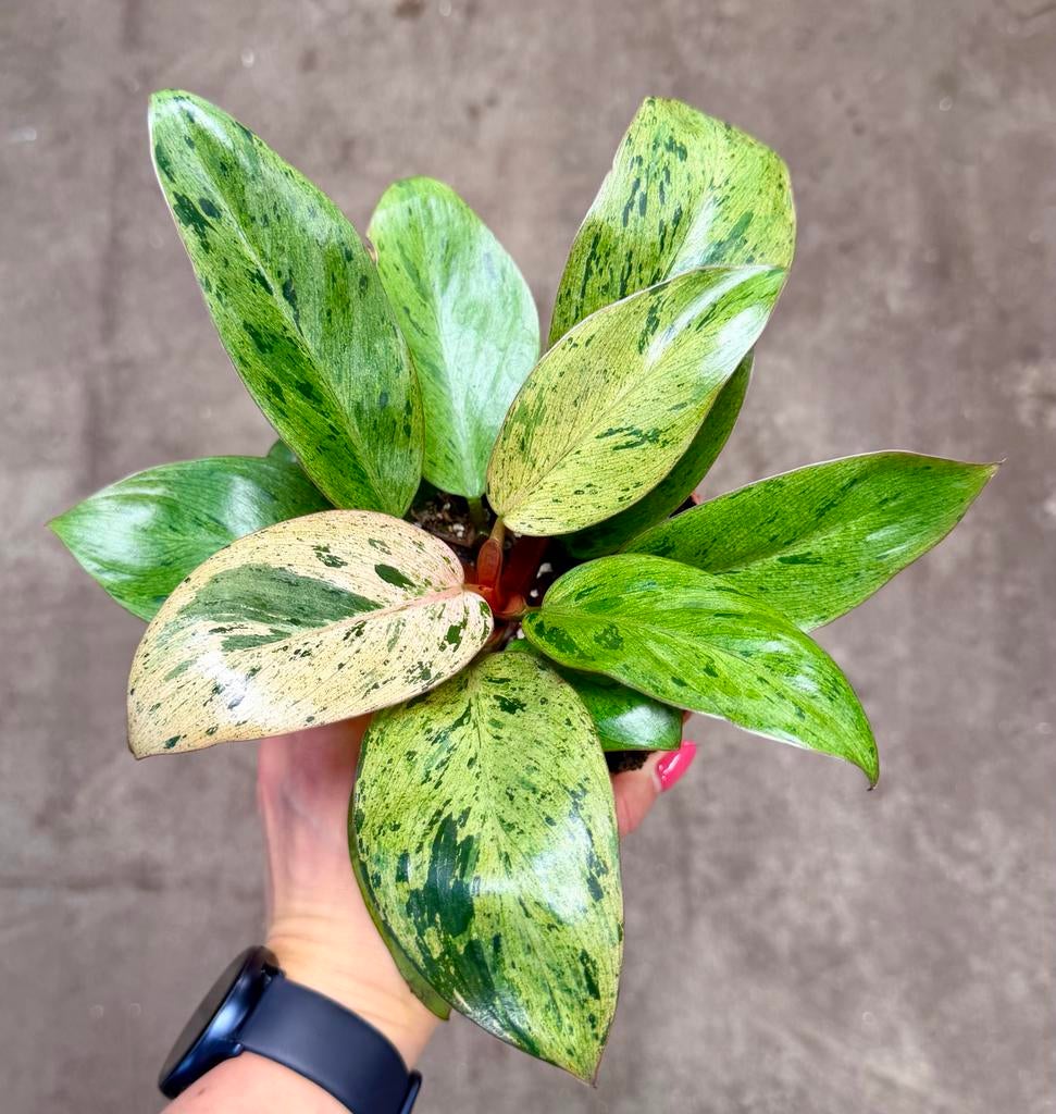 Philodendron Red Congo Dwarf, Overige soorten, In pot, Minder dan 100 cm, Groene kamerplant