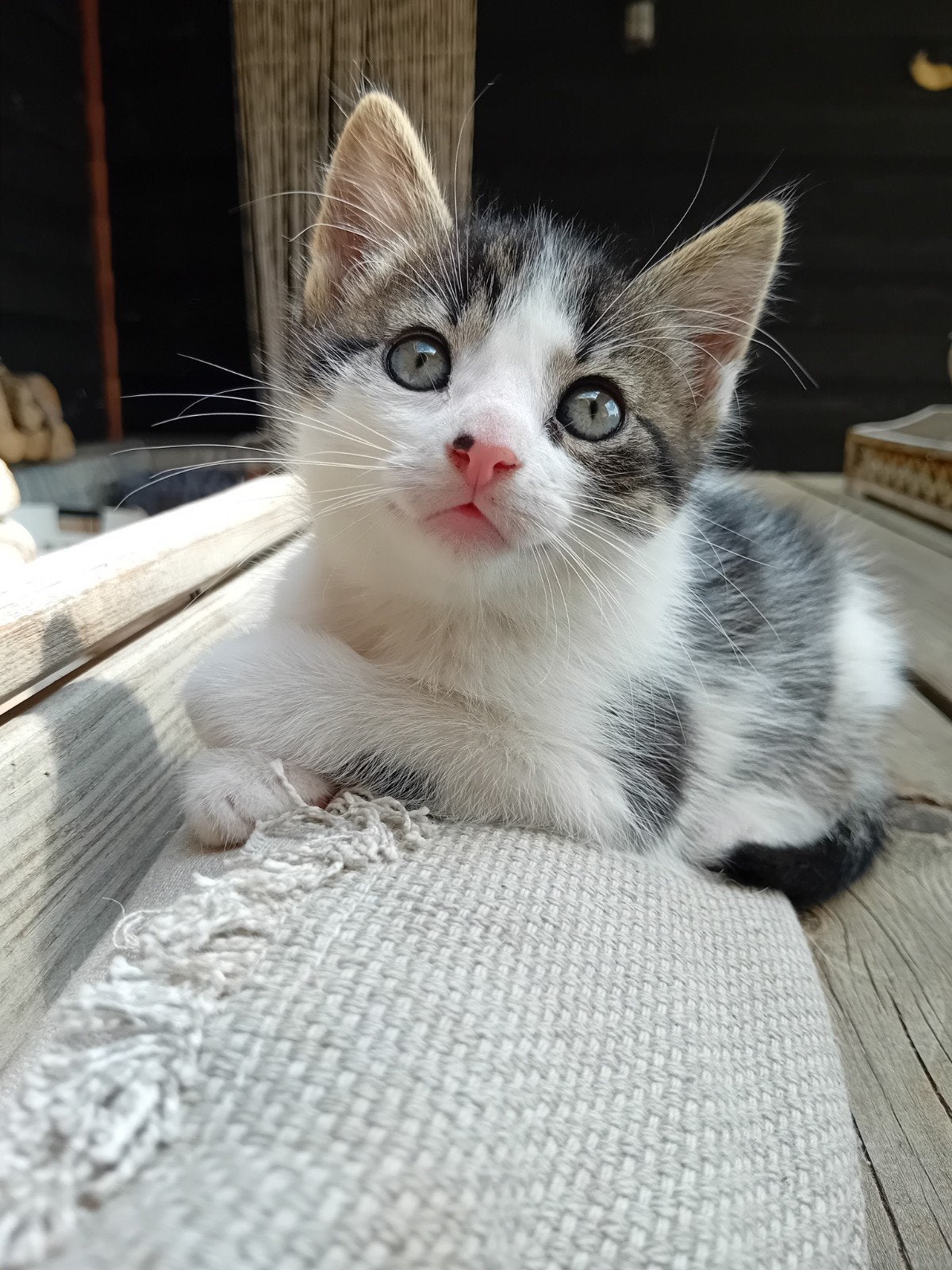 Super leuke en lieve kitten, een klein 'tijgertje'! ❤️, Meerdere dieren
