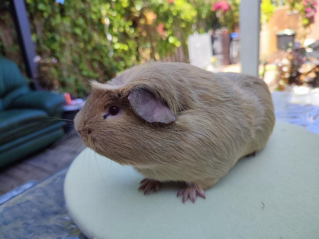 Cavia, Dieren en Toebehoren, Cavia, Mannelijk, Tam, September