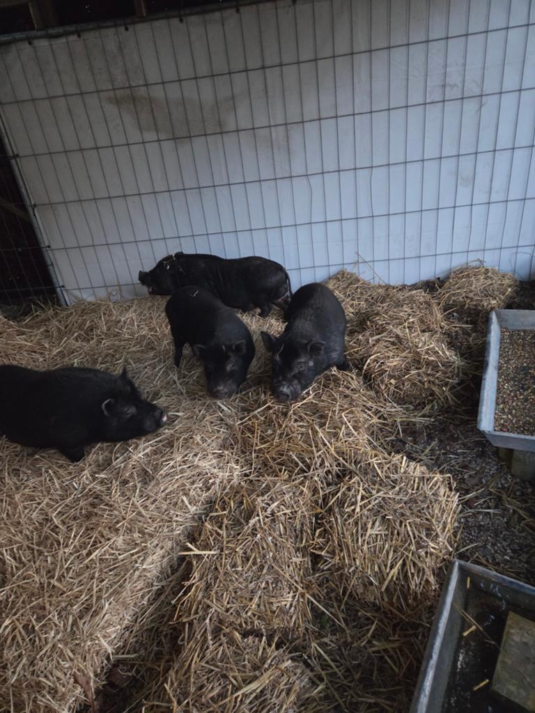Hangbuikzwijn, Dieren en Toebehoren, Schapen, Geiten en Varkens, Mannelijk, Varken, 3 tot 5 jaar