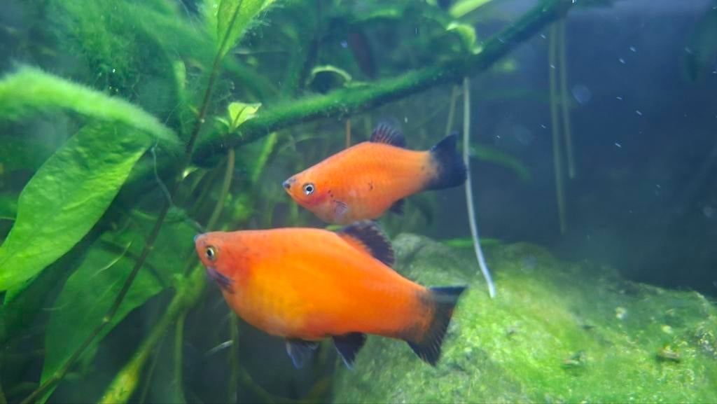 Rode siervissen - aquarium - vissen, Dieren en Toebehoren, Ophalen, Plant(en), Steen of Hout