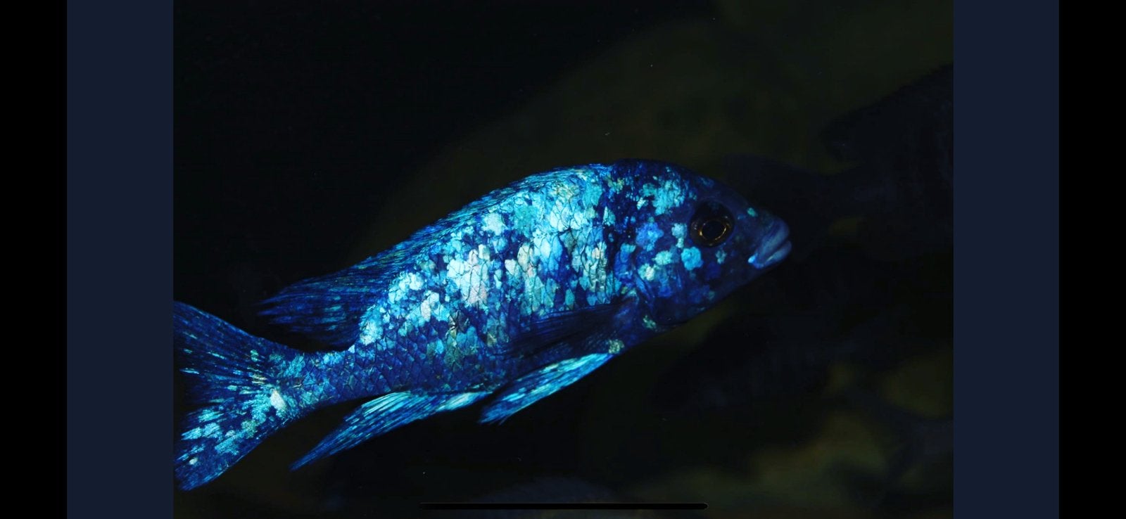 Malawi aulonocara, copadichromis, placidochromis, Ophalen, Zo goed als nieuw