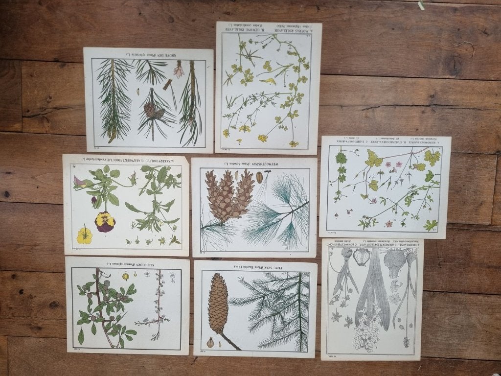 Set van 9 botanische platen - L. Klaver, ca. 1905, Antiek en Kunst, Origineel, Ophalen, Dieren en Natuur, Lithografie