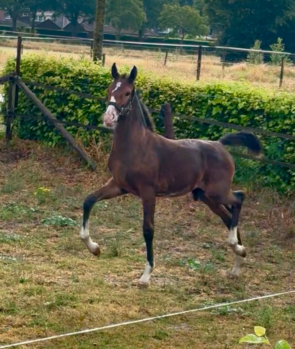 Chique tuigpaard hengstveulen te koop!, Dieren en Toebehoren, Paarden, Met stamboom, Niet van toepassing, 0 tot 2 jaar, Hengst