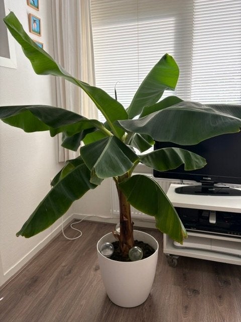 Grote bananenplant, Ophalen, Palm, Halfschaduw, In pot