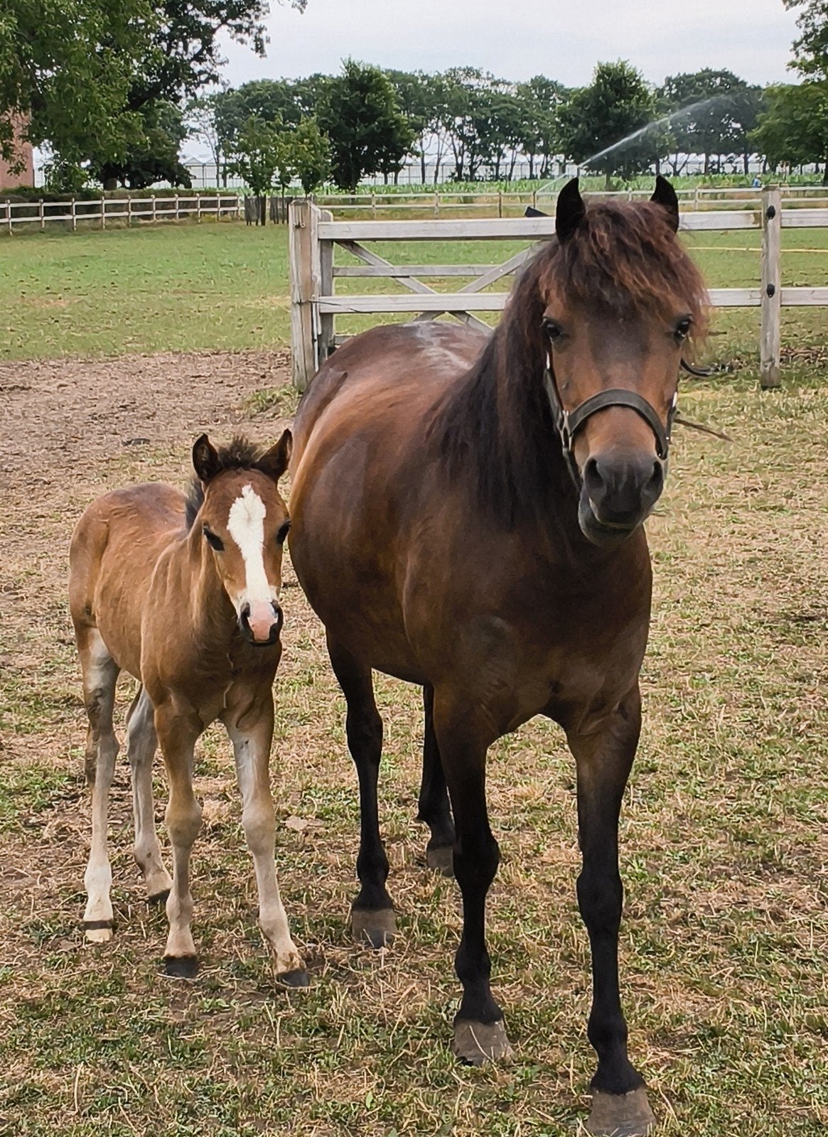 Zeer mooie donkere B pony merrie met hengstveulen., Merrie, Zadelmak, 3 tot 6 jaar, Gechipt