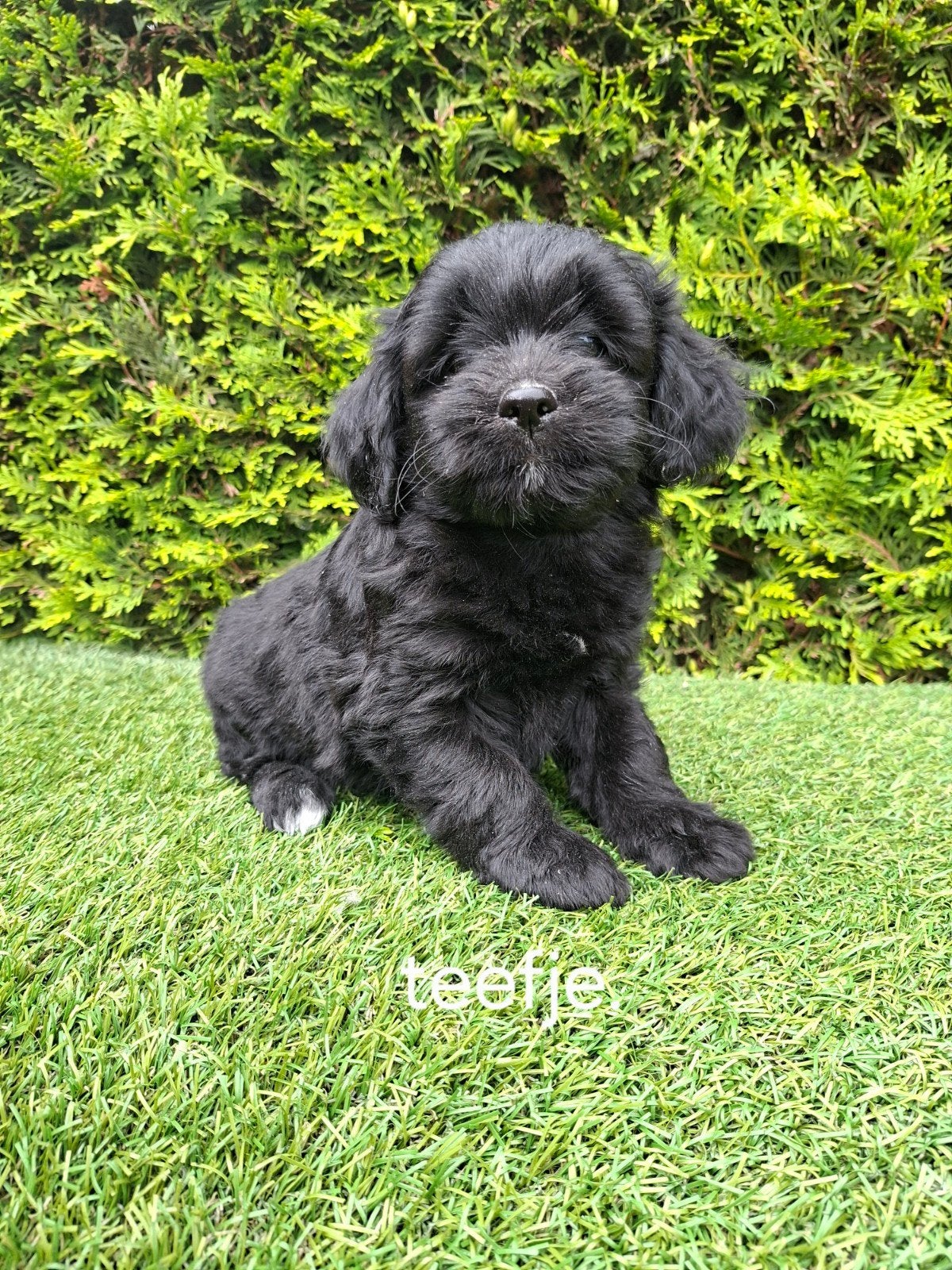 Zeer mooie speelse boomer x mini doodle., Dieren en Toebehoren, Parvo, Overige rassen, 8 tot 15 weken, Meerdere