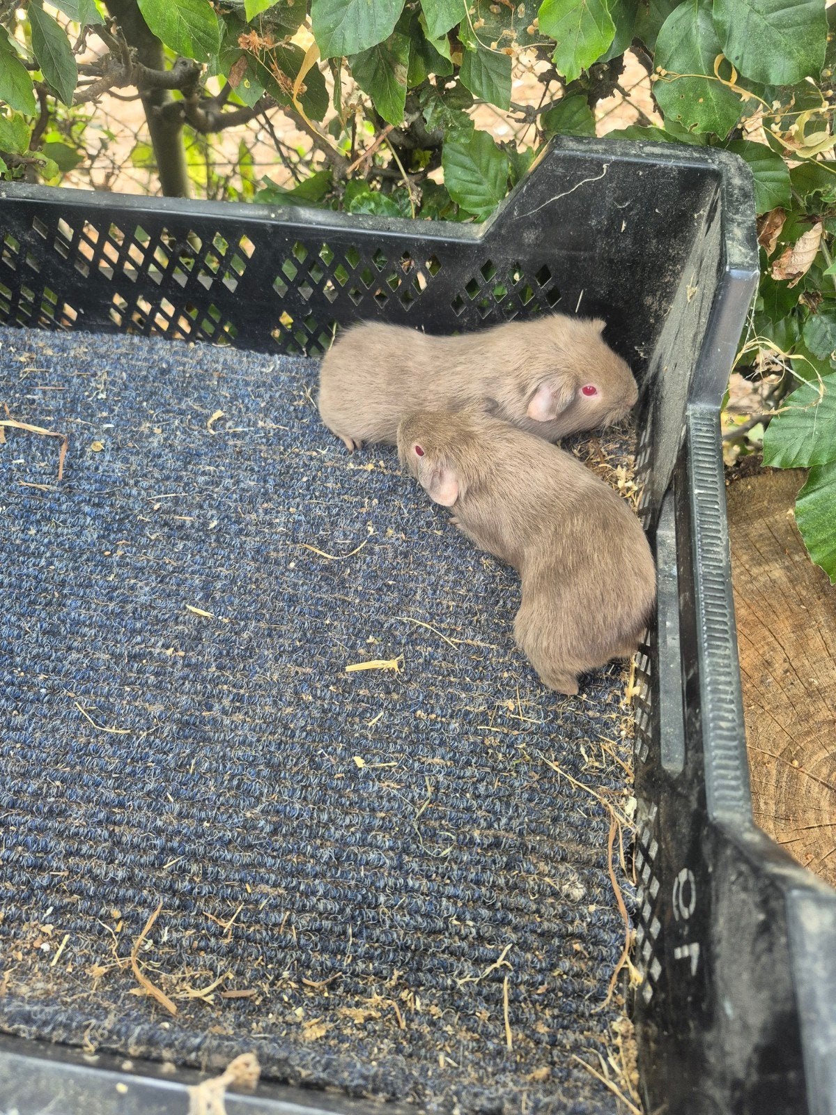 Lilac cavia's te koop, Dieren en Toebehoren, Cavia, Juni, Meerdere dieren, Tam