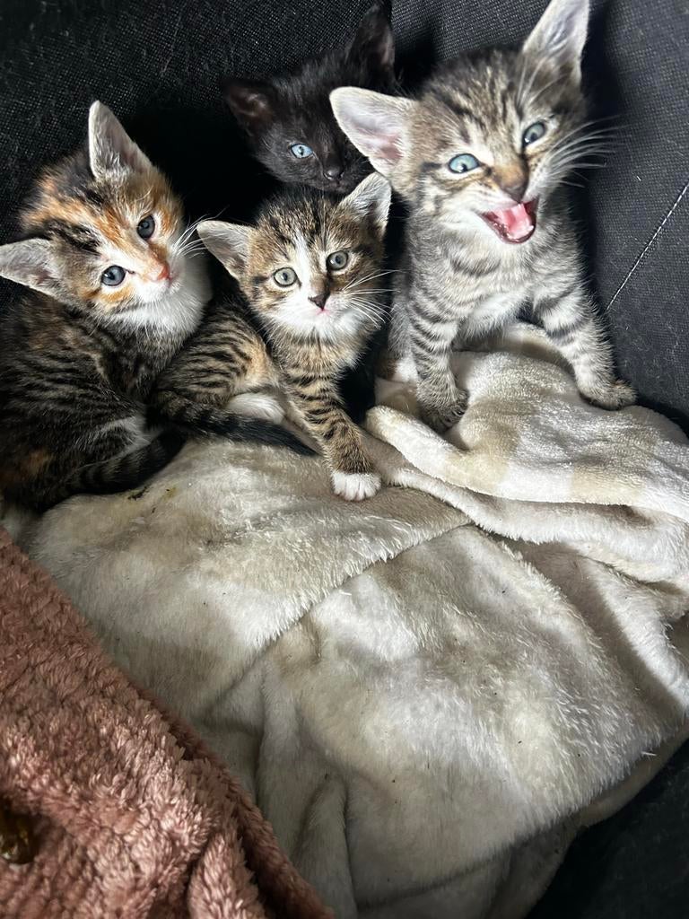 Kittens opgegroeid in huiselijke kring, Dieren en Toebehoren, Meerdere dieren