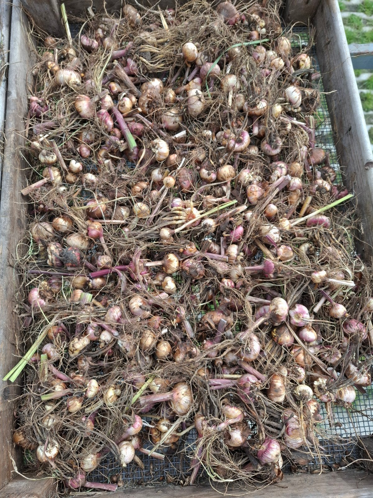 Gladiolen bollen - Diverse kleuren en maten, Ophalen of Verzenden, Voorjaar, Volle zon, Bloembol