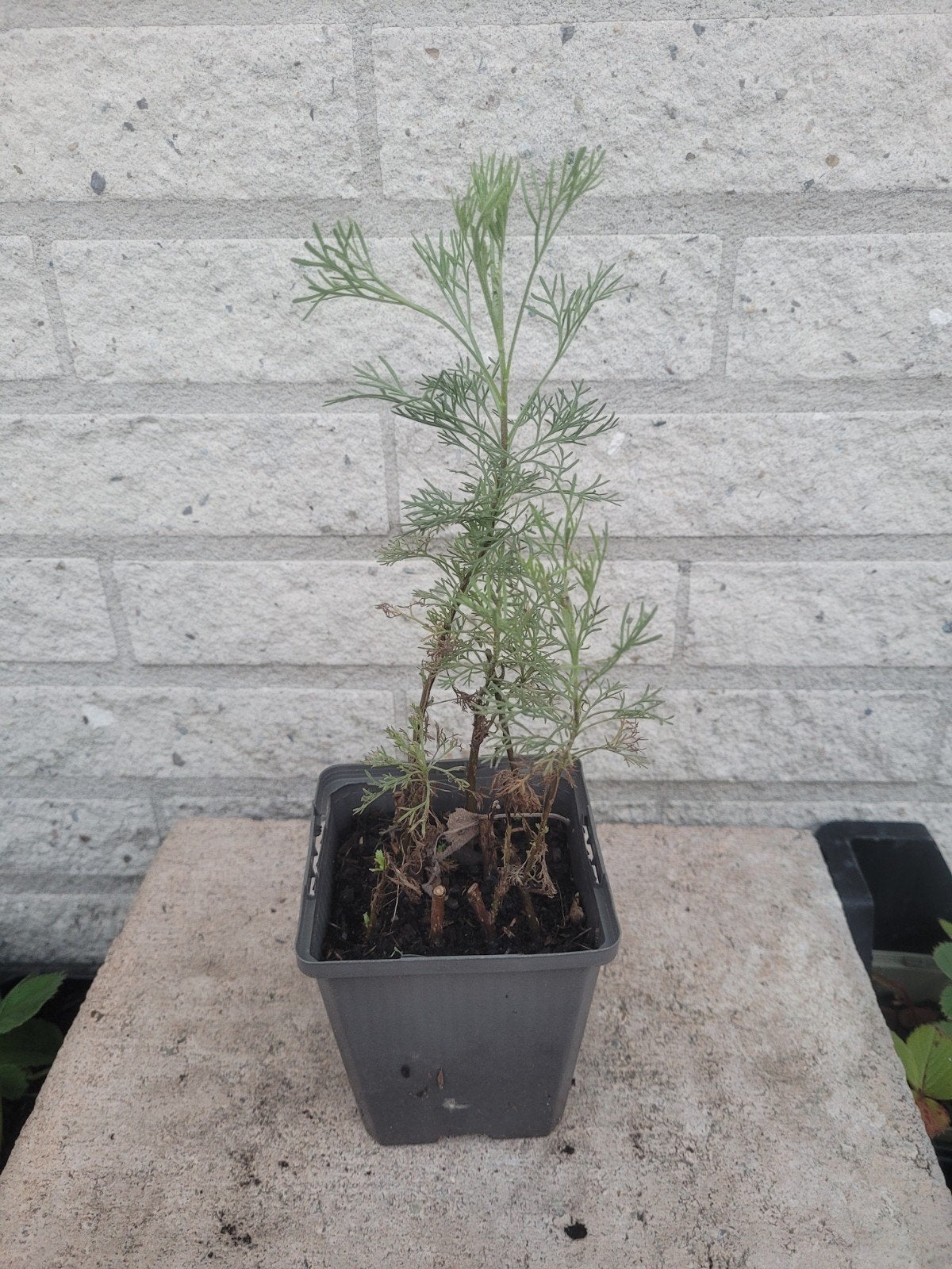 cola plant bio, Tuin en Terras, Planten | Tuinplanten, Ophalen, Volle zon