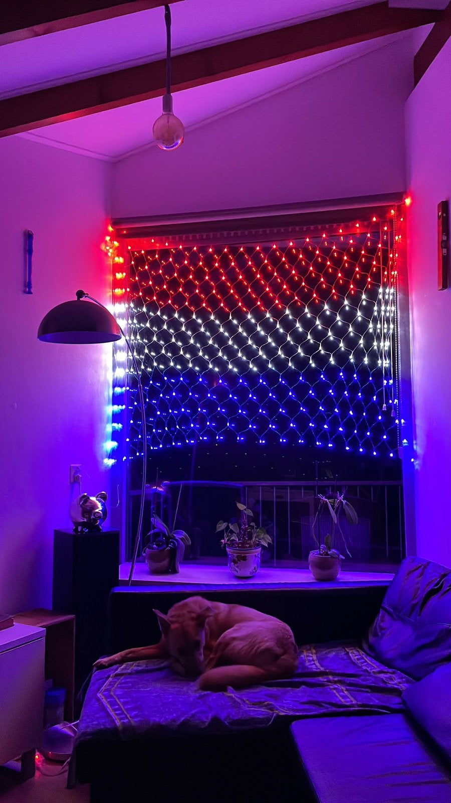 Nederlandse vlag LED lampen - Oranje versiering WK voetbal, Ophalen of Verzenden, Nieuw, Licht, Kleur