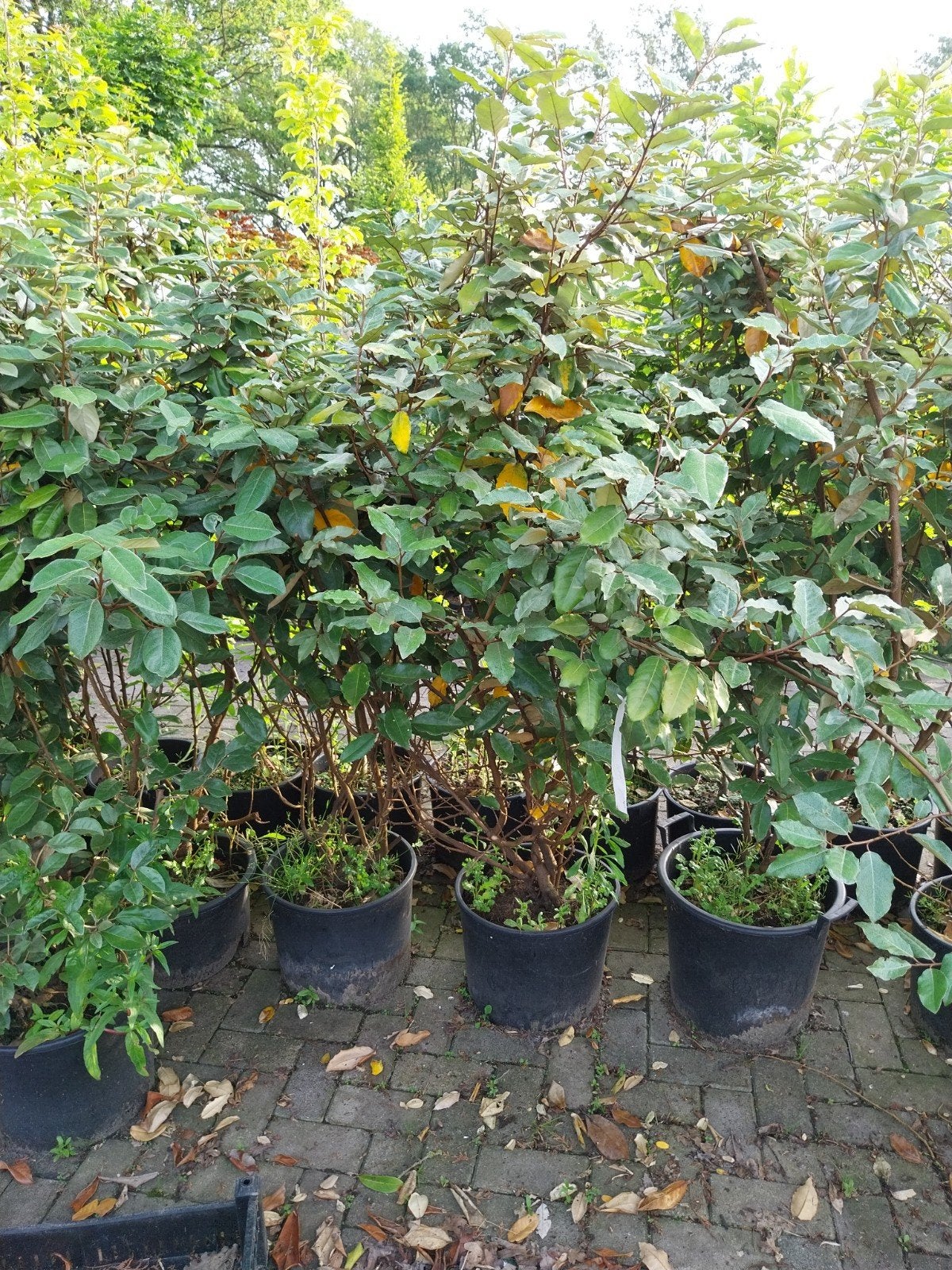 Restpartij Elaeagnus Ebbingei 150-175 cm, Volle zon, Vaste plant, Herfst, Ophalen