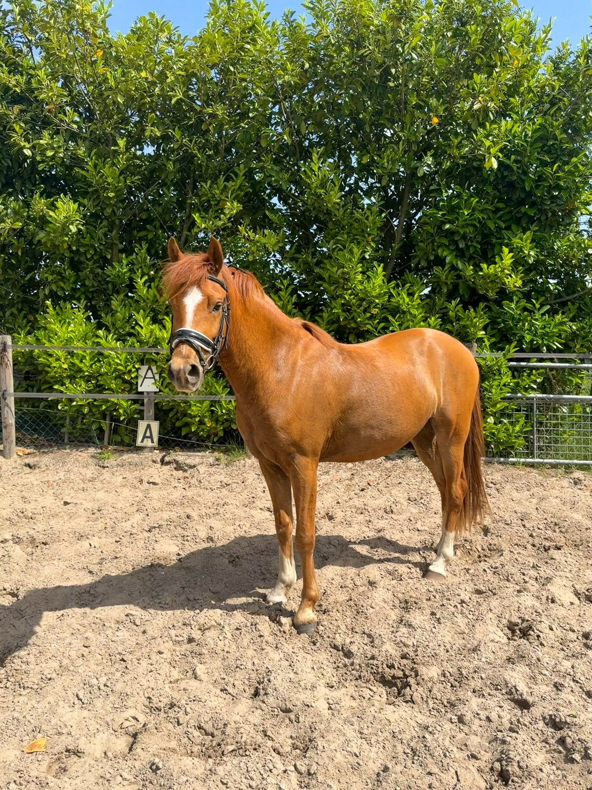 Toekomstige sportpony ️, Dieren en Toebehoren, Pony's, Met stamboom, Ruin, 3 tot 6 jaar, Onbeleerd