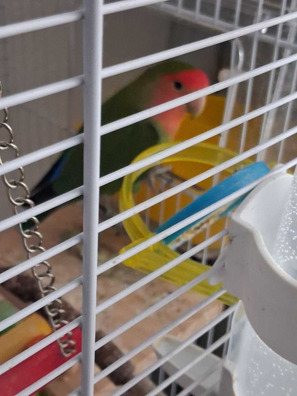Wegens ziekte TKAG Agaponnis met kooi voer en speeltjes.€50, Mannelijk