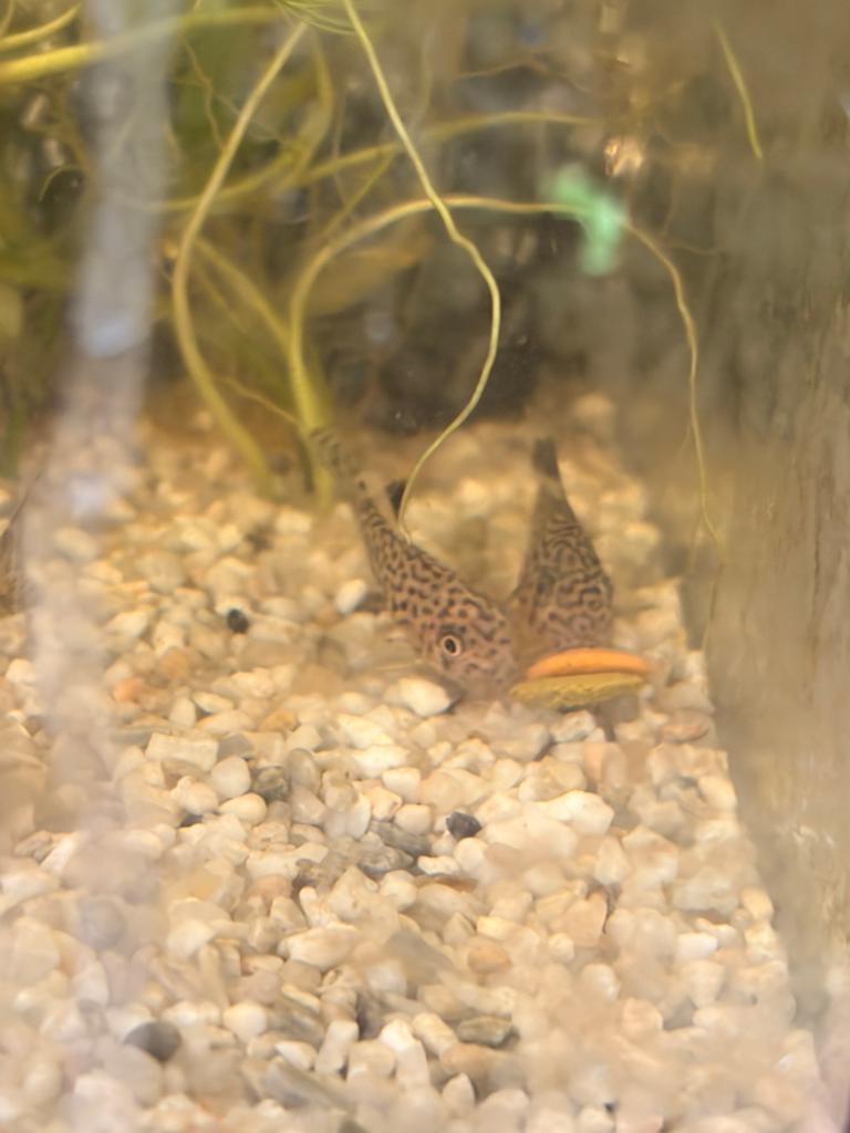 Corydora Trillineatus, Vis