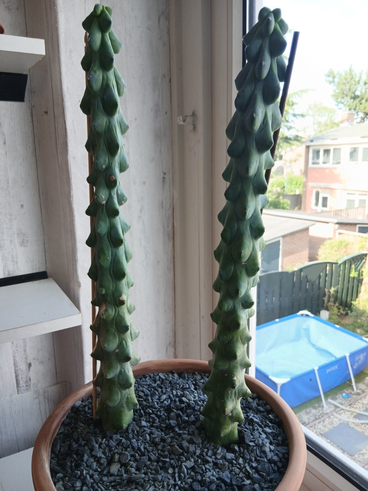 Unieke Myrtillocactus Geometrizans Cristata - 46cm hoog, Tuin en Terras, Planten | Tuinplanten, Ophalen of Verzenden