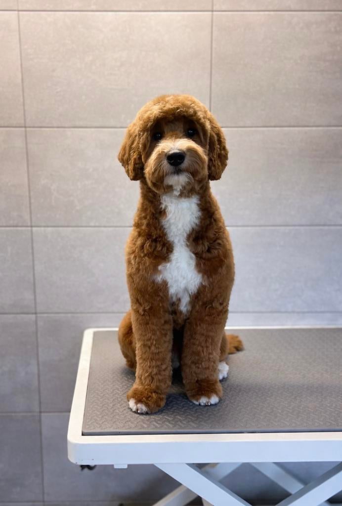 Goldendoodle Dekreu Maylow, Dieren en Toebehoren, Honden | Dekreuen, Reu, 1 tot 2 jaar, Parvo, Eén hond