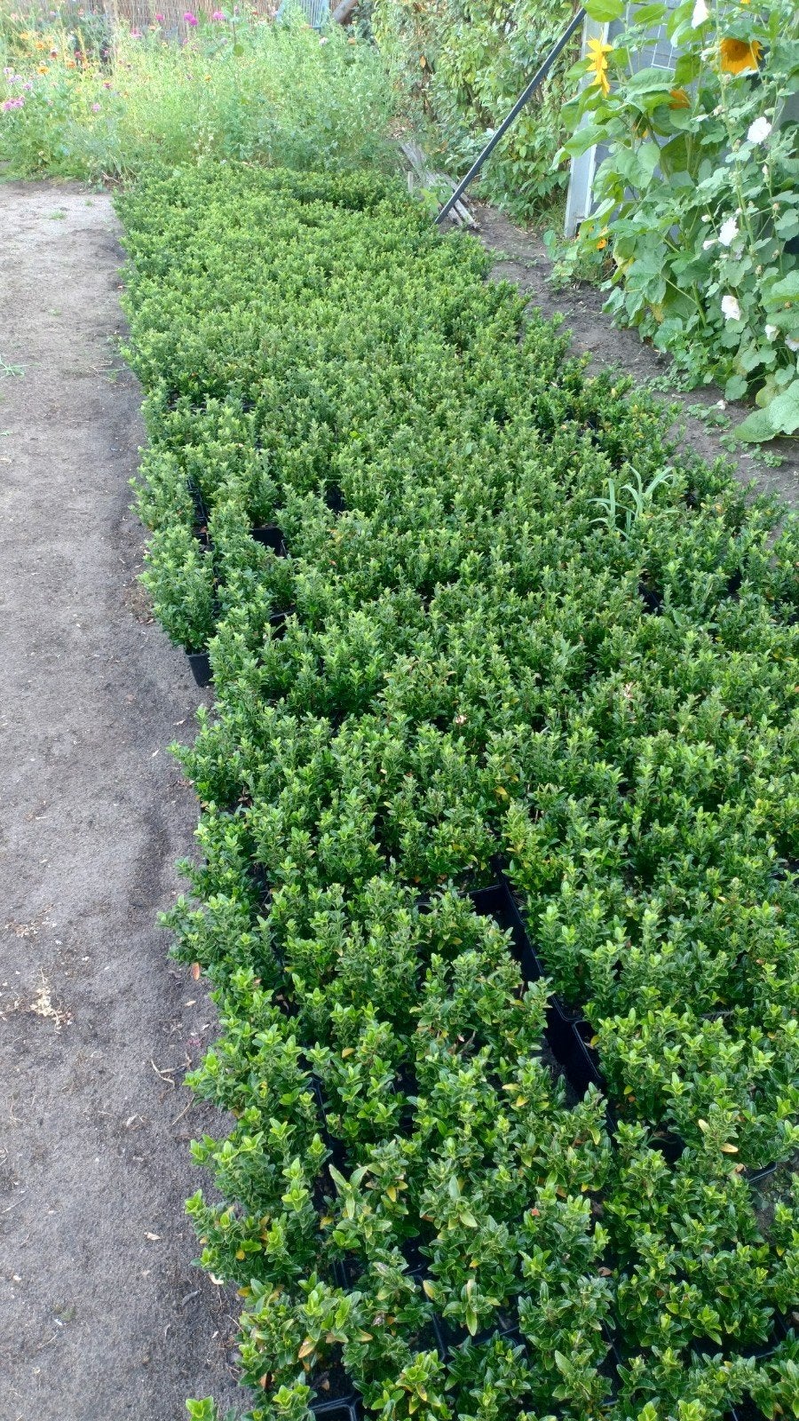 Euonymus green spire, Ophalen of Verzenden, Buxus, Minder dan 100 cm