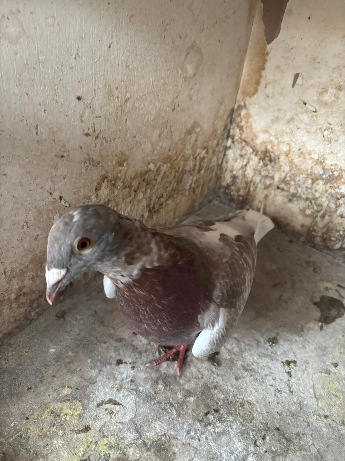 Mooie doffer, Dieren en Toebehoren, Vogels | Duiven, Mannelijk, Kropper