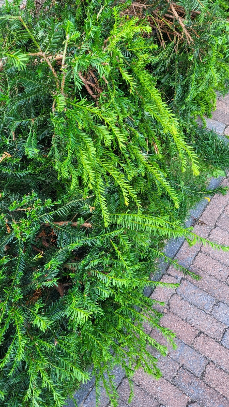Taxus haag (ca. 6m) gratis af te halen, Ophalen, Taxus
