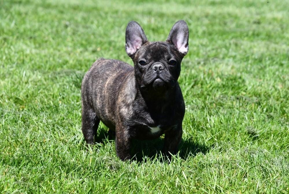 Franse Bulldog pups te koop, Dieren en Toebehoren, Honden | Bulldogs, Pinschers en Molossers, 15 weken tot 1 jaar, Buitenland