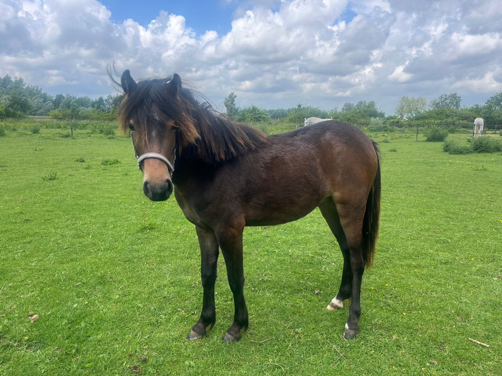 Kleine maat Newforest x merrie jaarling en veulen, Dieren en Toebehoren, Pony's, Merrie, 0 tot 2 jaar