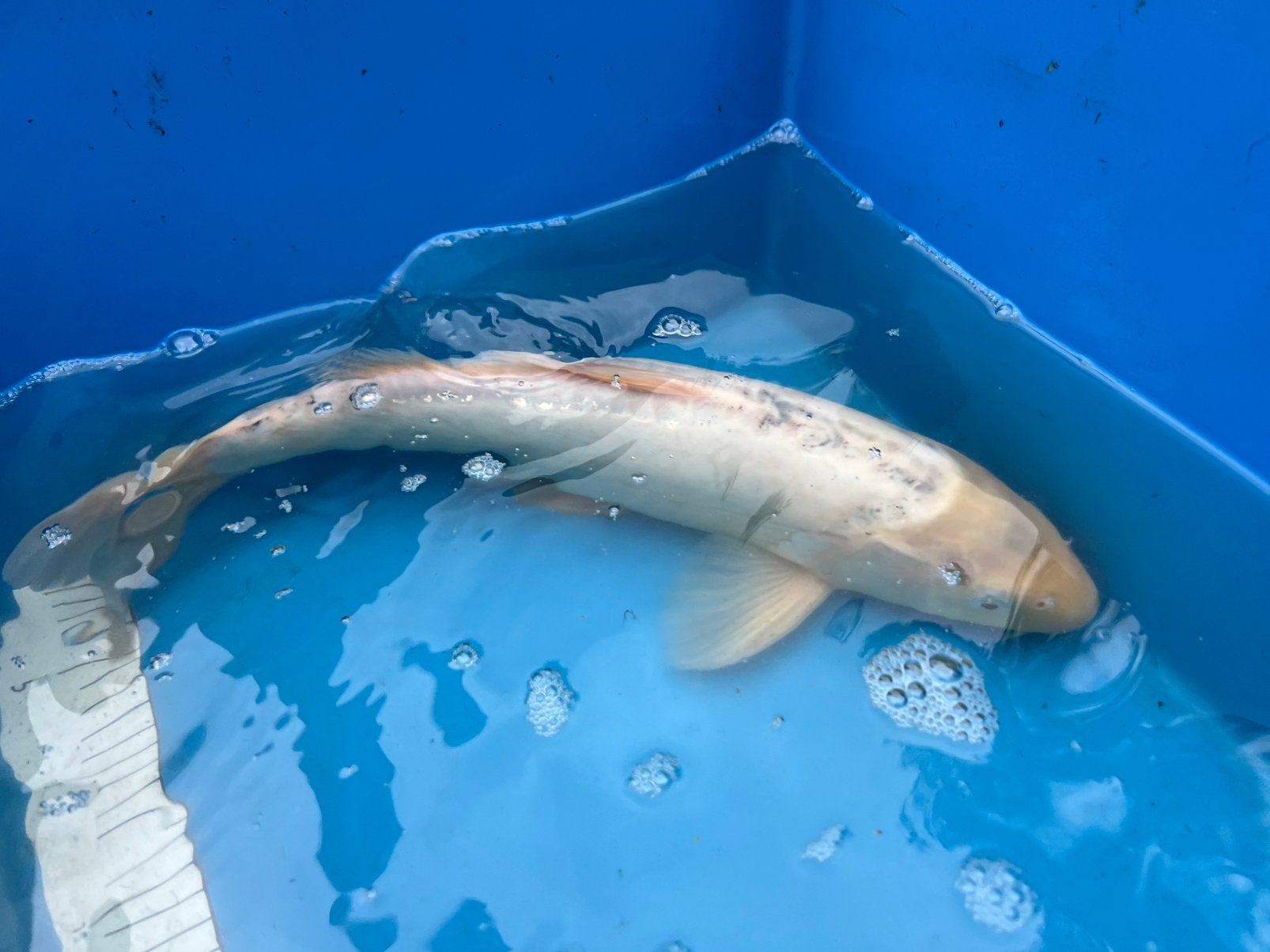 Grote doitsu karashigoi, Dieren en Toebehoren, Karper of Koi