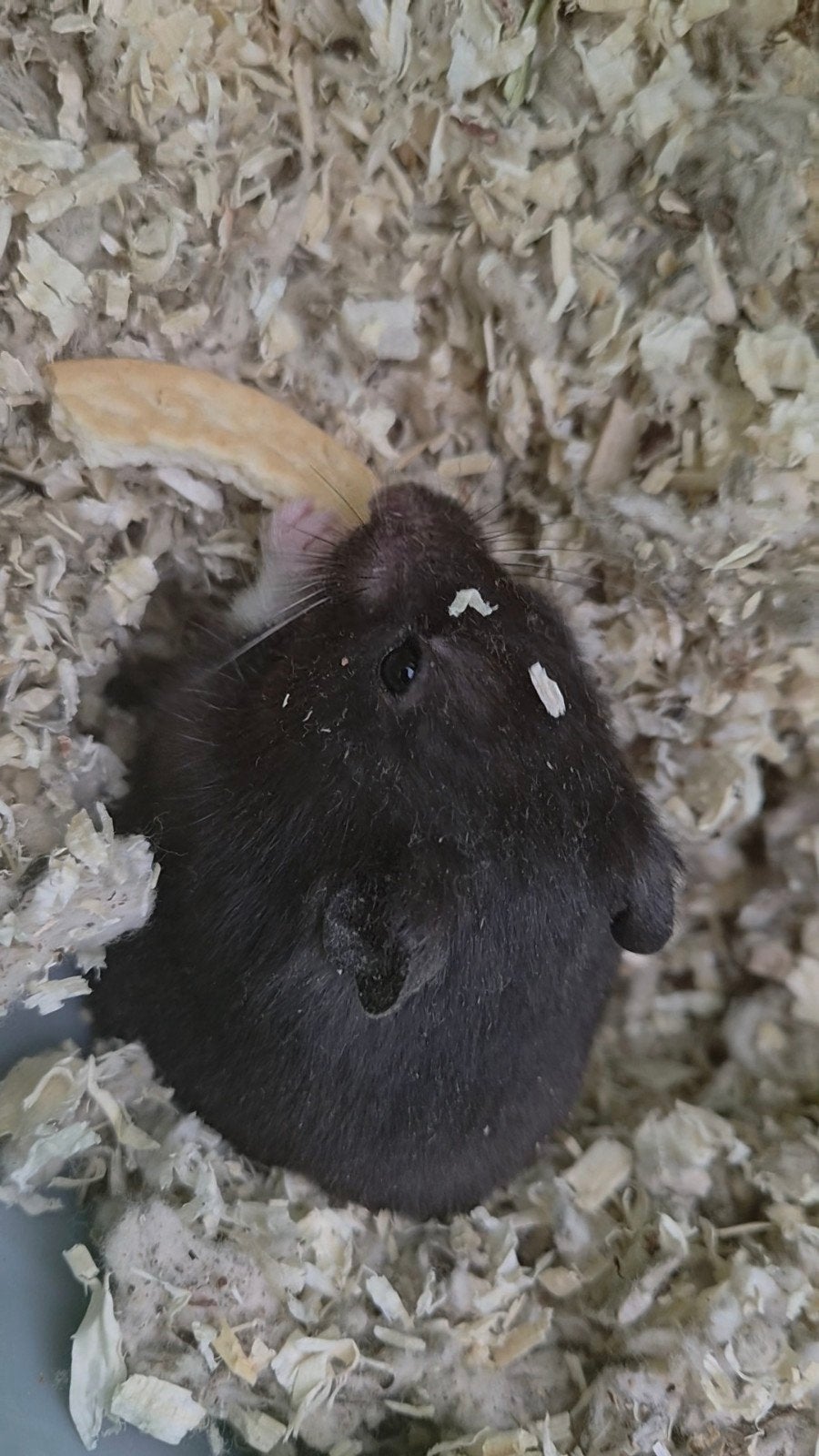 hamster mannetje, Maart, Mannelijk, Hamster