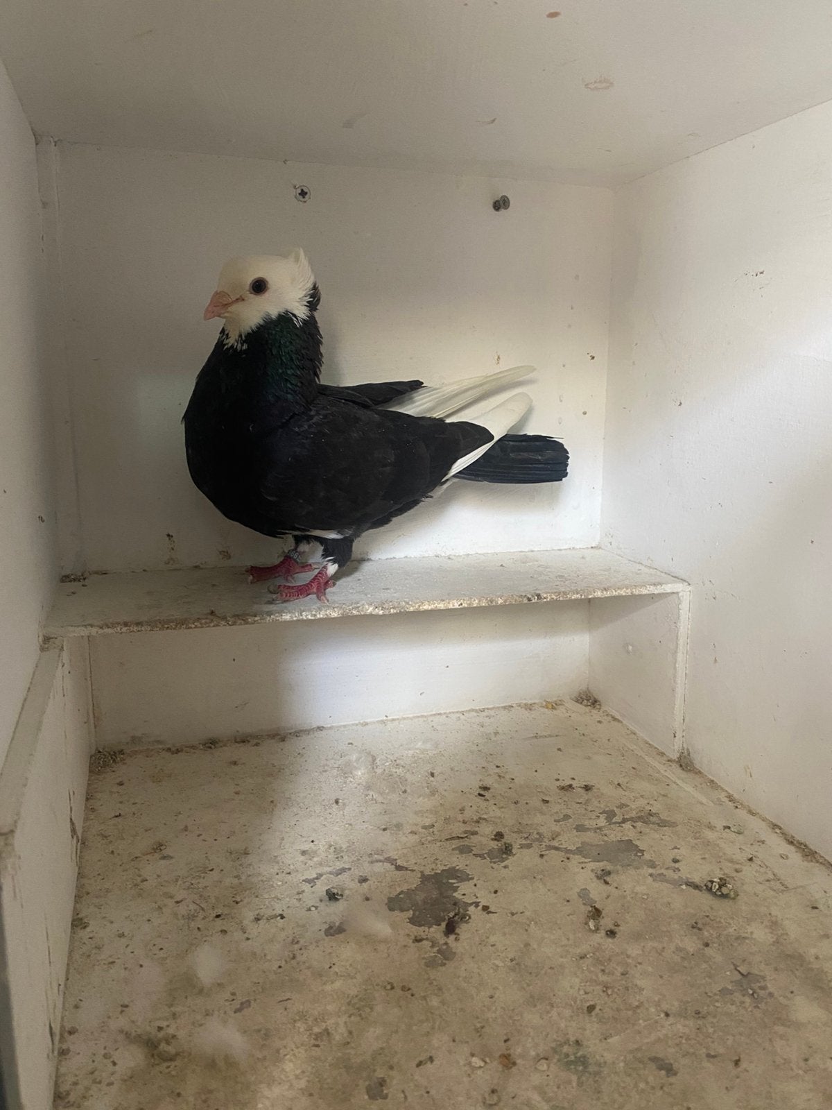 Sierduifje, Dieren en Toebehoren, Vogels | Duiven