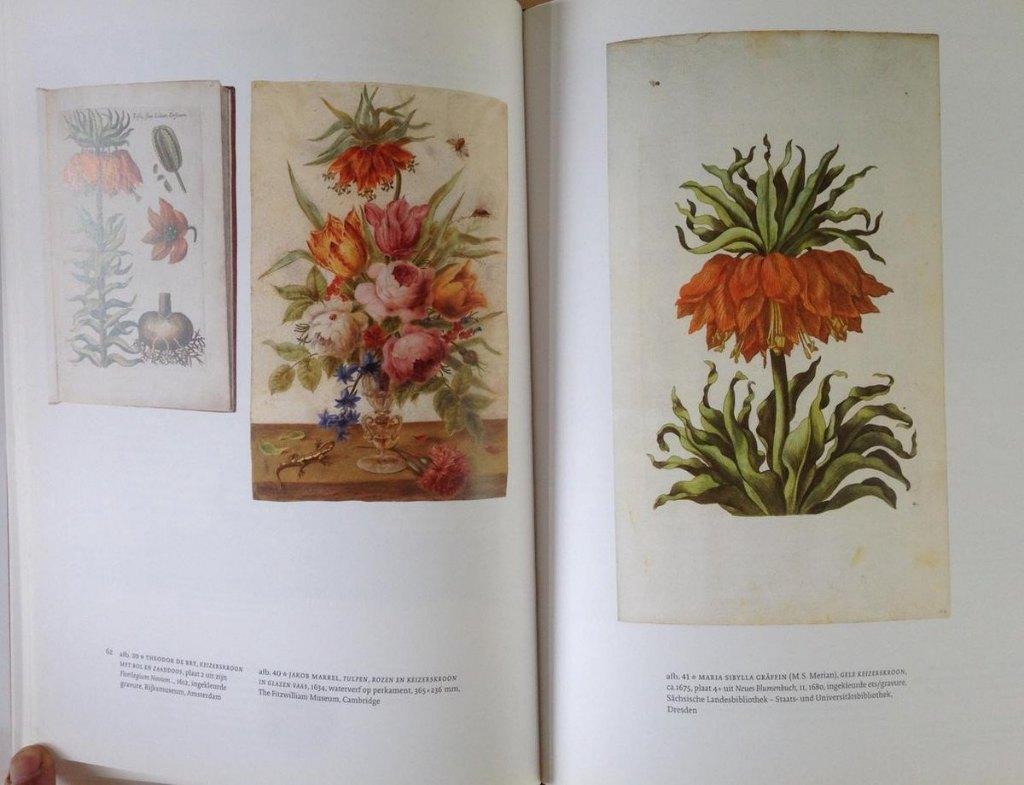 Ella Reitsma - Maria Sibylla Merian  - Vrouwenlevens, Ophalen of Verzenden, Zo goed als nieuw